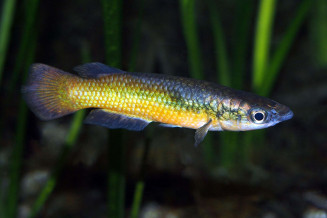 Pachypanchax sakaramyi