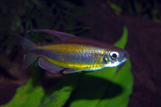 Phenacogrammus aurantiacus