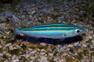 Pterocaesio trilineata
