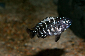 Tropheus duboisi