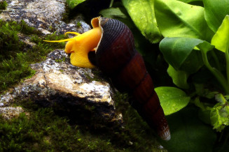 Tylomelania sp «Pure orange»