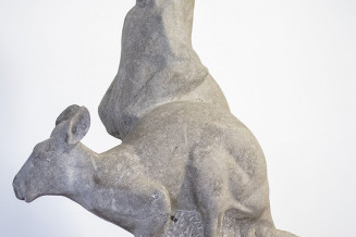 Kangourous