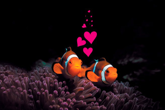 La St Valentin à l'Aquarium