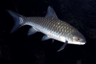 Photo d'un Tor putitora