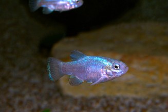 Photo de Cyprinodon meeki