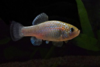 Photo de Cyprinodon alvarezi