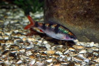 Photo d'un Dawkinsia tambraparniei male 