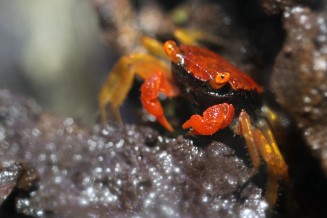 Photo d'un Geosesarma sp