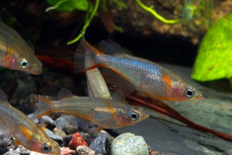 Photo de Oryzias woworae