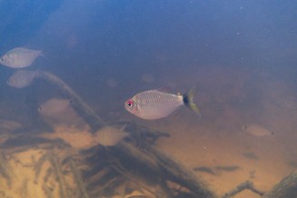 Tetra aux yeux rouges - Bario oligolepis
