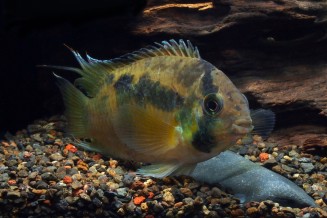 Acara maroni - Cleithracara maronii 
