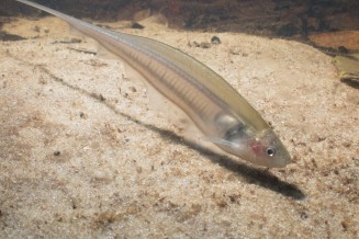 Poisson couteau de verre - Eigenmania virescens