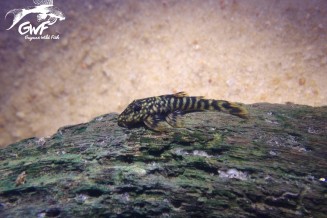 Guyanancistrus brevispinis