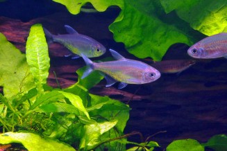 Tetra doré - Hemigrammus rodwayi