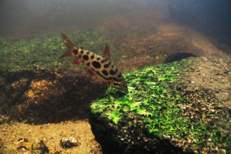 Carpe rouge - Leporinus granti