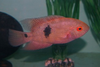 Cichlidé émeraude - Hypselecara temporalis