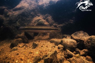Lugubria multispinosa