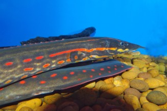 Anguille épineuse à bandes rouges - Mastacembelus erytrotaenia