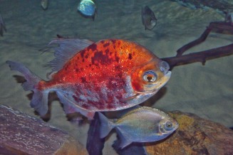 Myloplus asterias