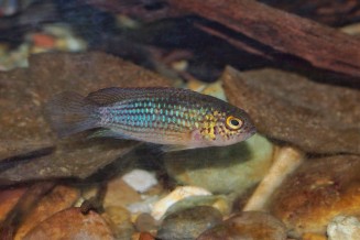 Cichlidé à tête d'or -  Nannacara aureocephalus