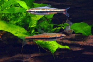 Poisson-crayon - Nannostomus beckfordi