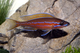Paracyprichromis nigripinnis "blue neon"