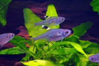 Tetra rayon X - Pristella maxillaris