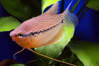 Gourami perlé - Trichopodus leeri