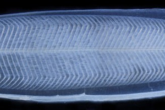 leptocephale_anguille_marmo.jpg