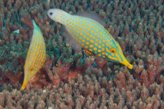 014_oxycomanthus_longirostris.jpg