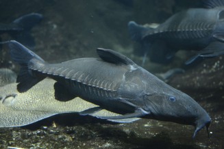 014_oxydoras_niger.jpg