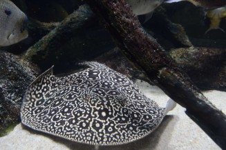 019_potamotrygon_jabuti.jpg