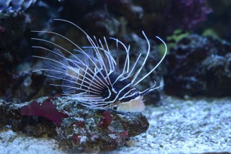 01_pterois_radiata.jpg