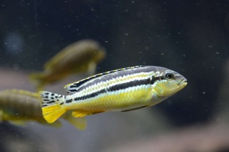 028_melanochromis_auratus.jpg