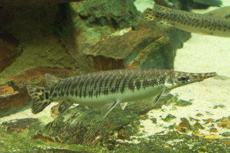02_lepisosteus_oculatus.jpg