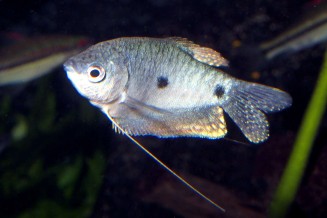 036_trichogaster_trichopterus.jpg