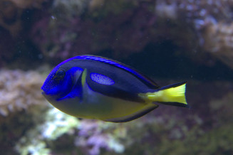 040_-_paracanthurus_hepatus.jpg