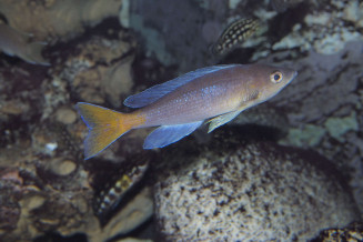 040_cyprichromis_leptosoma.jpg