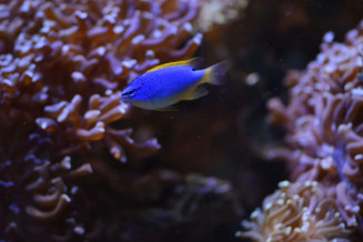 056_-_chrysiptera_taupou.jpg