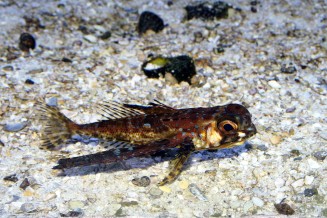 07_dactylopterus_volitans.jpg