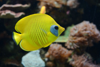 Poisson-papillon jaune