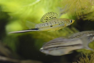 xiphophorus_montezumae.jpg