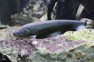 Poisson-couteau africain