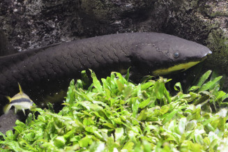 Dipneuste australien