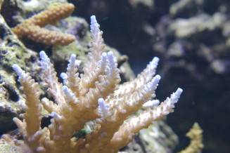 acropora.jpg