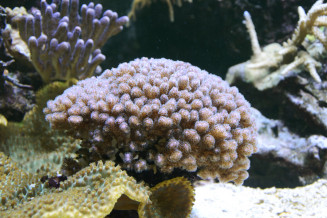 pocillopora_damicornis.jpg