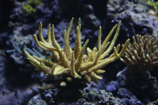 a1-acropora_granulosa.jpg