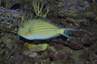 Acanthurus lineatus avec la couleur bleue sous le ventre