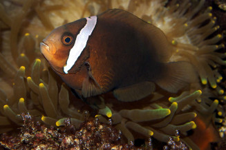 amphiprion_melanopus_femelle_adulte_maao_photo_ff_.jpg