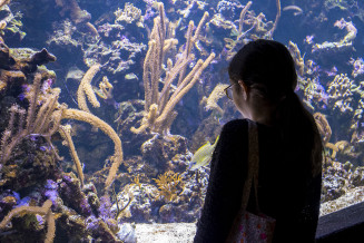 aquarium_enfant_coraux.jpg